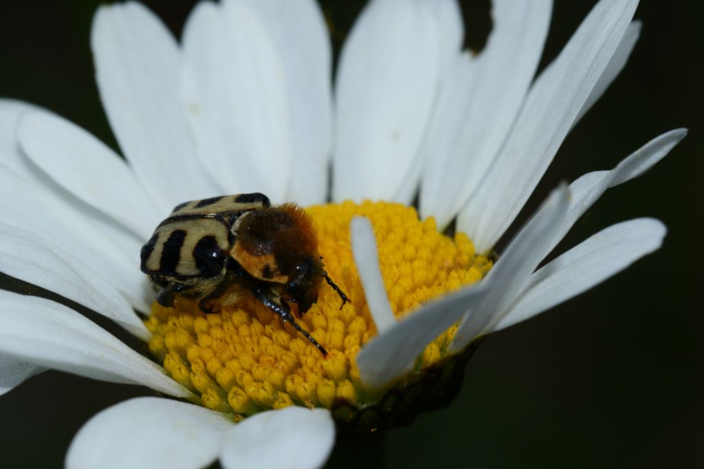 A Sarsina (FC): Cetoniidae, Trichius zonatus